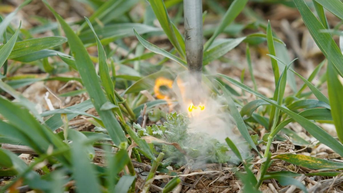 Robot ničí plevel elektrošoky. Nabízí levnější zemědělství bez chemie